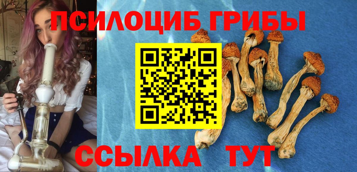 Галлюциногенные грибы Psilocybe  где найти   Моршанск 